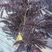 Albizia julibrissin (Albízia čokoládová )´SUMMER CHOCOLATE´® -kont. C10L, výška 150-170 cm - VIACKMENNÁ